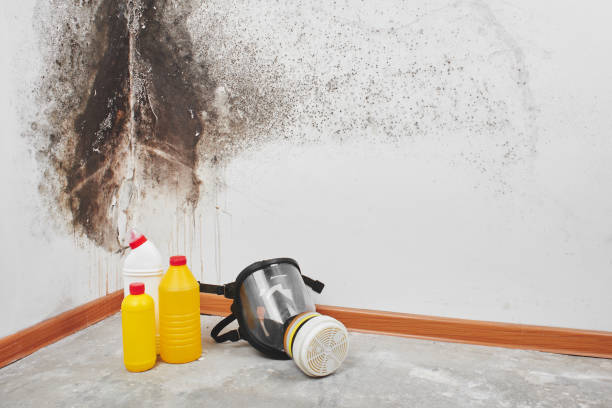 Best HVAC Mold Remediation in Little Falls, MN