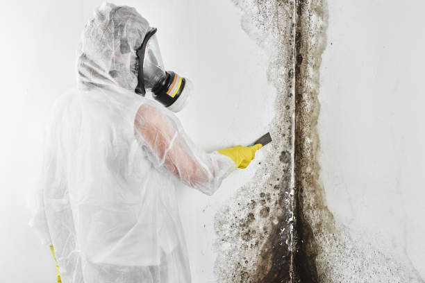 Best Insurance-Related Mold Remediation in Little Falls, MN