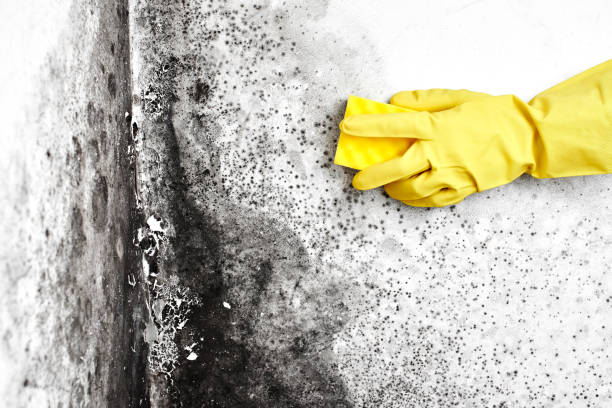 Best Emergency Mold Remediation in Little Falls, MN