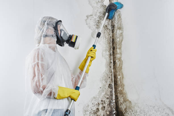 Best White Mold Remediation in Little Falls, MN