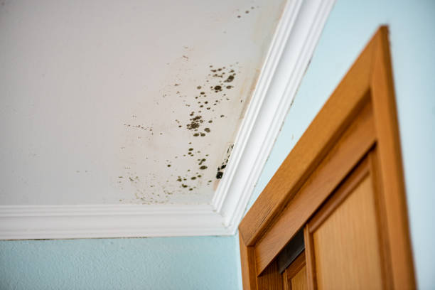 Best DIY Mold Remediation Support Services in Little Falls, MN