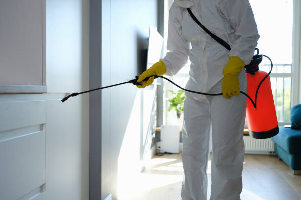 Best Attic Mold Remediation in Little Falls, MN