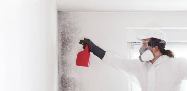 Best Bathroom Mold Remediation in Little Falls, MN
