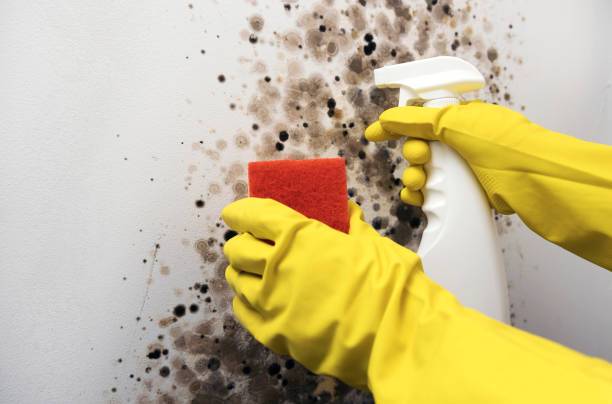 Best DIY Mold Remediation Support Services in Little Falls, MN
