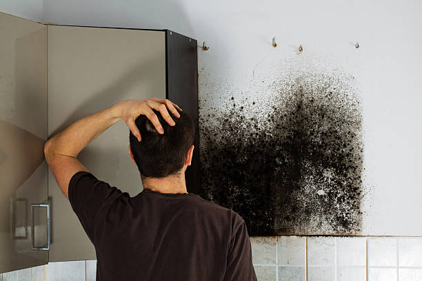 Best Basement Mold Remediation in Little Falls, MN