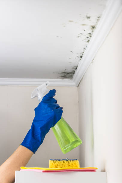 Best Health and Safety Mold Remediation in Little Falls, MN