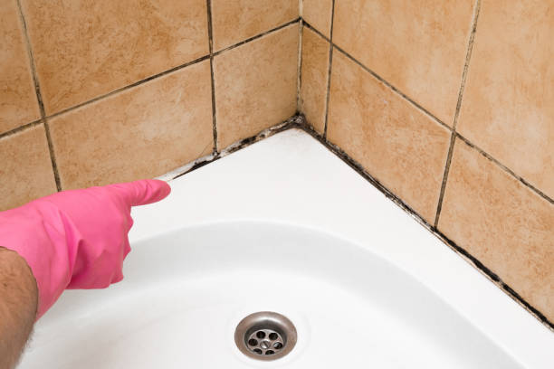 Best Kitchen Mold Remediation in Little Falls, MN