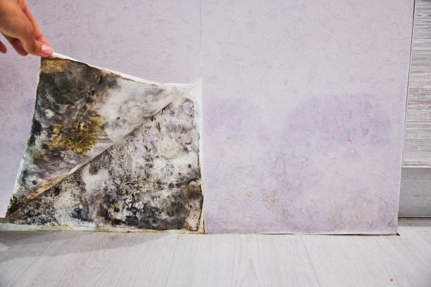 Best Mold Testing and Inspection Services in Little Falls, MN